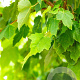 Acer rubrum 'Scanlon' 10-12 HO draadkluit