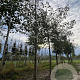 Alnus glutinosa 14-16 HO draadkluit