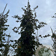 Carpinus betulus 14-16 HO draadkluit