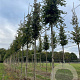 Carpinus betulus 16-18 HO draadkluit