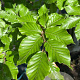 Fagus sylvatica 14-16 HO draadkluit