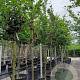Fagus sylvatica 14-16 HO draadkluit