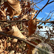 Fagus sylvatica 14-16 HO draadkluit