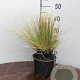 Festuca glauca GM P9