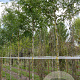 Gleditsia triacanthos inermis 12-14 HO draadkluit