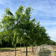 Gleditsia triac. 'Skyline' 14-16 HO draadkluit