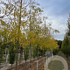 Gleditsia triac. 'Skyline' 14-16 HO draadkluit