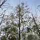 Gleditsia triac. 'Skyline' 14-16 HO draadkluit