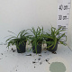Liriope muscari 'Royal Purple' GM P9