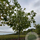 Liriodendron tulipifera 14-16 HO draadkluit