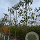 Magnolia kobus 12-14 HO draadkluit