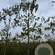 Magnolia kobus 12-14 HO draadkluit