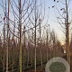 Magnolia kobus 16-18 HO draadkluit