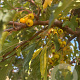 Malus toringo 'Brouwers Beauty' 10-12 HO draadkluit