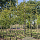 Malus toringo 'Brouwers Beauty' 12-14 HO draadkluit