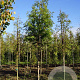 Metasequoia glyptostroboides 16-18 HO draadkluit