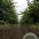 Parrotia persica 'Vanessa' 14-16 HO draadkluit