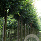 Prunus 'Pandora' 16-18 HO draadkluit