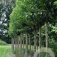 Prunus 'Umineko' 14-16 HO draadkluit