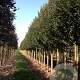 Prunus 'Umineko' 20-25 HO draadkluit