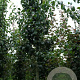 Pyrus c. 'Beech Hill' 14-16 HO draadkluit