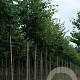 Tilia cordata 'Greenspire' 14-16 HO draadkluit