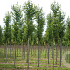 Tilia cordata 'Roelvo' 12-14 HO draadkluit