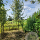 Tilia europaea 'Pallida' 20-25 HO draadkluit