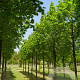 Tilia plat. 'Örebro' 14-16 HO draadkluit