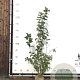 Viburnum opulus 175-200 cm met kluit