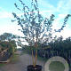 Acer campestre 300-350 cm cont. 130L meerstammig