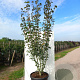 Acer davidii 150-175 cm cont. 70L meerstammig