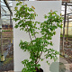 Acer griseum 125-150 cm cont. 70L meerstammig