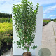 Amelanchier can. Rainbow Pillar 175-200 cm cont. 110L meerstammig