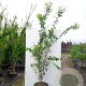 Amelanchier laevis 'Snowflakes' 175-200 cm cont. 70L meerstammig