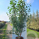 Betula albosin. 'Fascination' 175-200 cm cont. 70L meerstammig