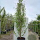 Betula utilis 'Doorenbos' 250-300 cm cont. 110L meerstammig