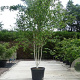 Betula utilis jacquemontii 300-350 cm cont. 110L meerstammig