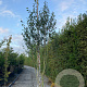 Betula utilis jacquemontii 300-350 cm cont. 110L meerstammig
