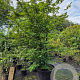 Carpinus betulus 250-300 cm cont. 110L meerstammig