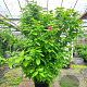 Calycanthus r. 'Hartlage Wine' 175-200 cm cont. 70L meerstammig
