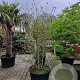 Chimonanthus praecox 175-200 cm cont. 110L meerstammig