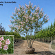 Chitalpa tashk. Summer Bells 200-250 cm cont. 110L meerstammig