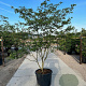 Cornus alternifolia 200-250 cm cont. 110L meerstammig