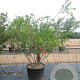 Euonymus europaeus 175-200 cm cont. 110L meerstammig