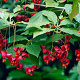 Euonymus planipes 150-175 cm cont. 70L meerstammig