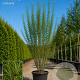 Frangula alnus Fine Line 150-175 cm cont. 110L meerstammig