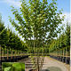 Ginkgo biloba 250-300 cm cont. 110L meerstammig