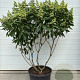 Hydrangea pan. Pinky Winky 125-150 cm cont. 70L meerstammig