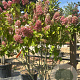 Hydrangea pan. Pinky Winky 150-175 cm cont. 70L meerstammig